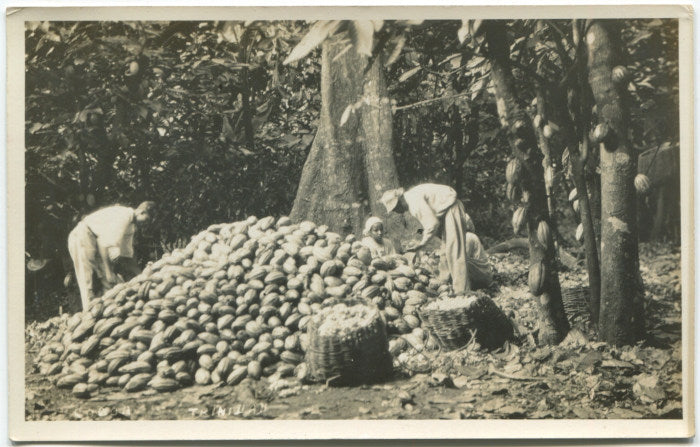 ANON. Collecting Cocoa Pods, Trinidad.